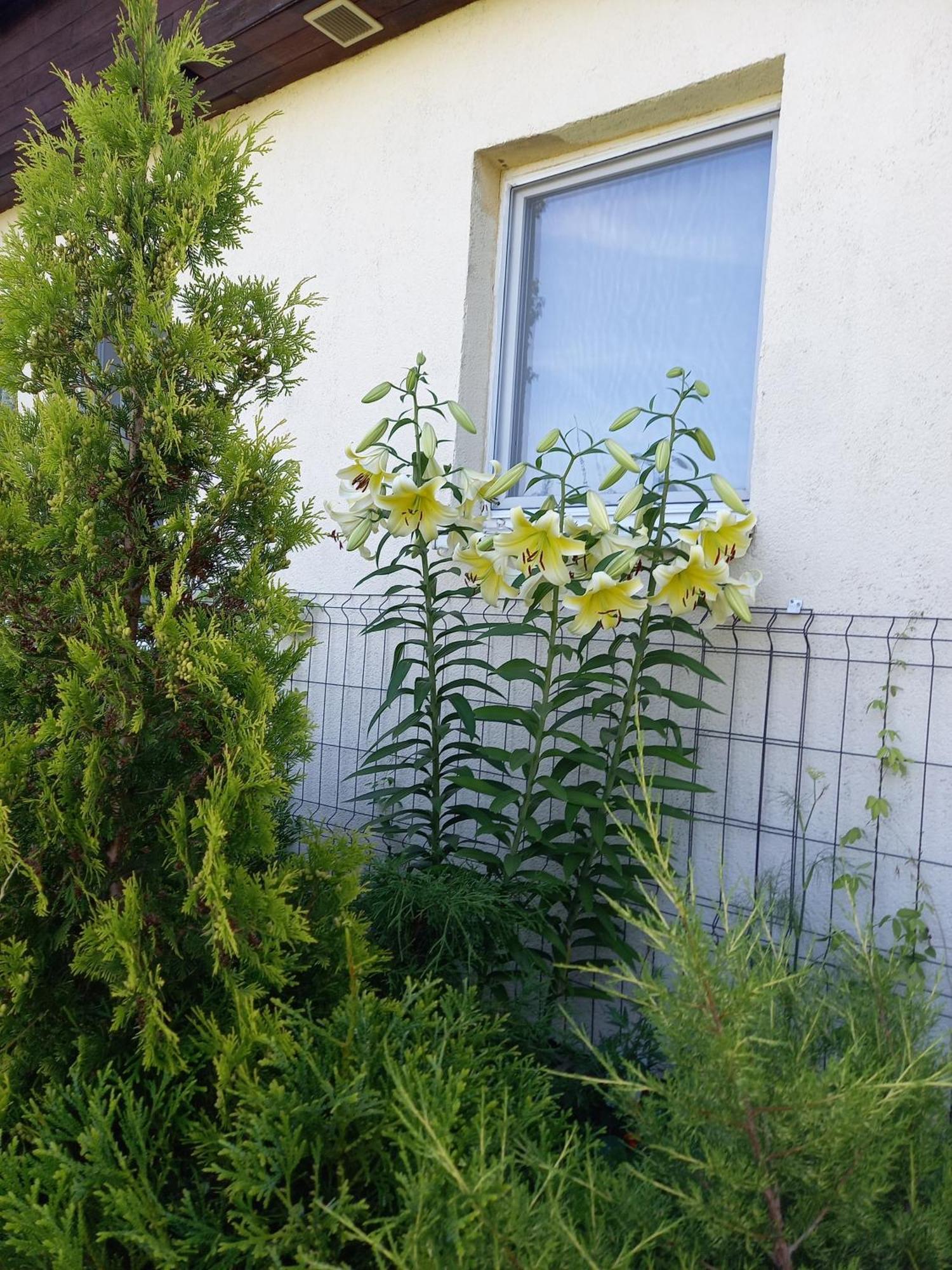 Owocowy Ferienhaus Samotwór